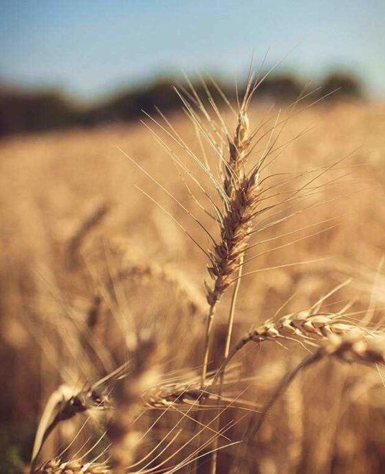 Organic Wheat and Grains